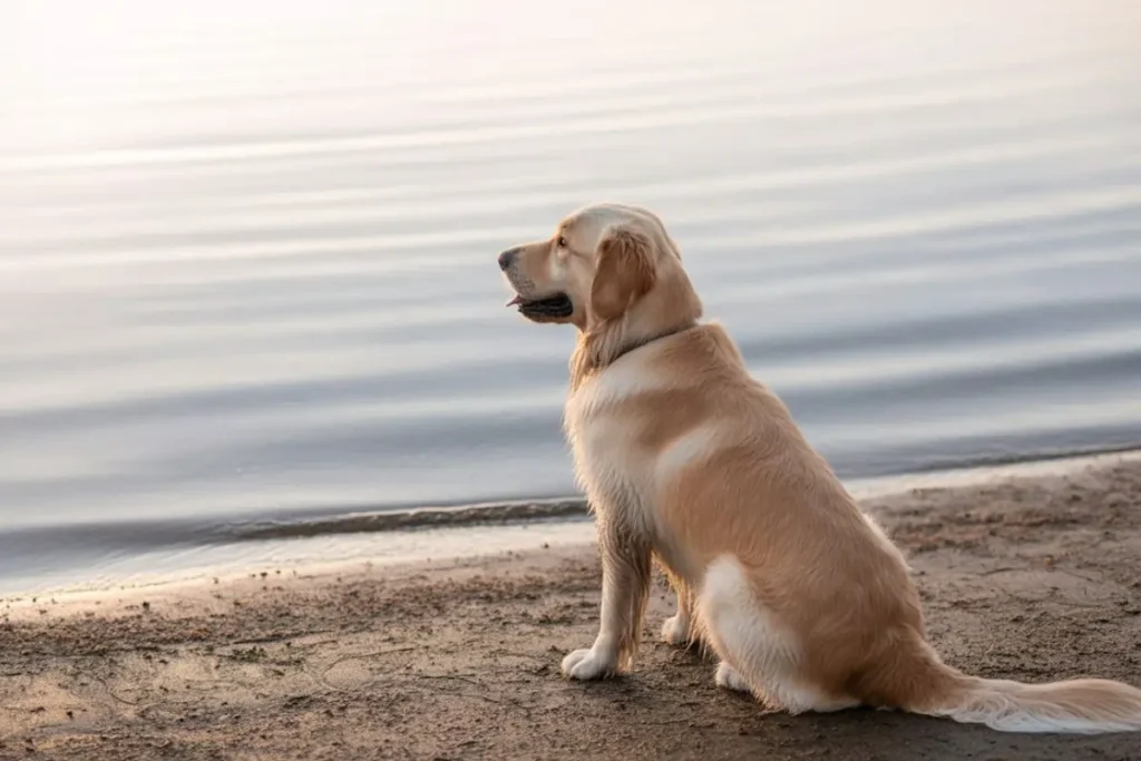 Golden Retriever sitting calmly on lakeshore, focused dog showing peace and balance